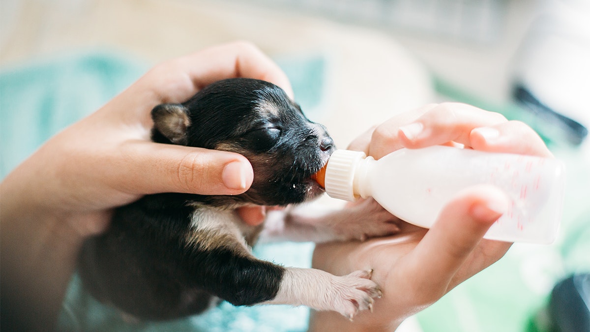 Milk supplement sales for newborn puppies